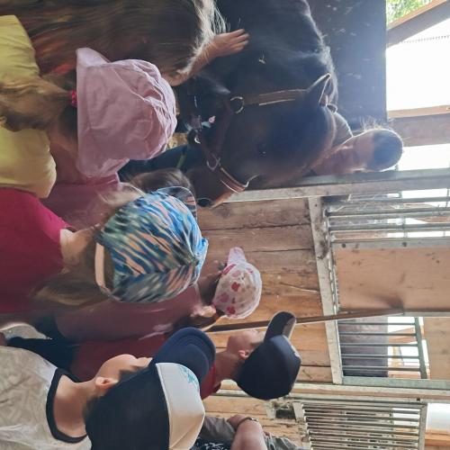 Bauernhof Ponys
