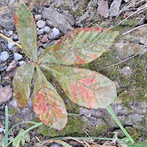 Rosskastanienbaum Blatt