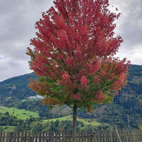 Rot-Ahorn